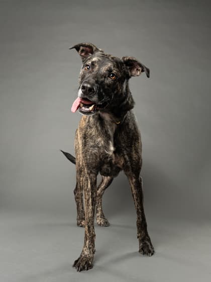 Raisin, a Pit Bull Terrier, available for adoption
