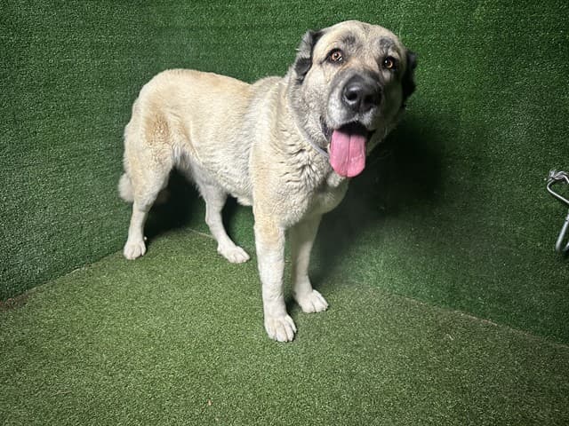 Kasparian, a Caucasian Sheepdog (Caucasian Ovtcharka), available for adoption