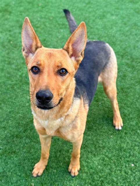 Verona, a German Shepherd, available for adoption