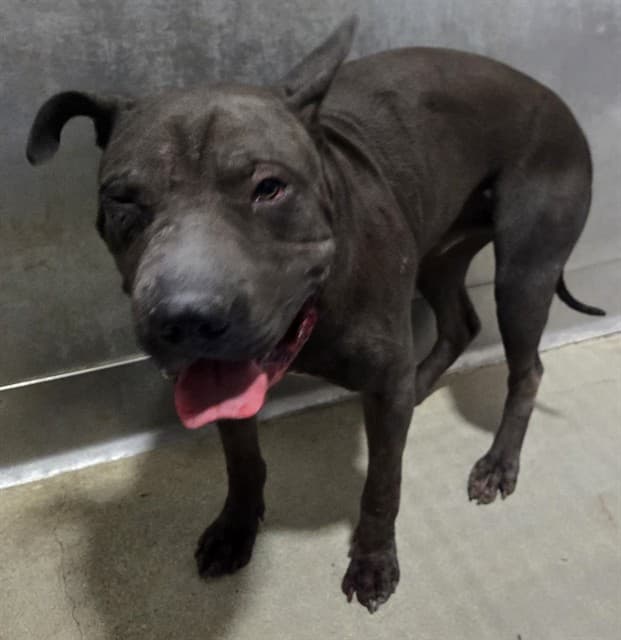 Francis, a Pit Bull Terrier, available for adoption