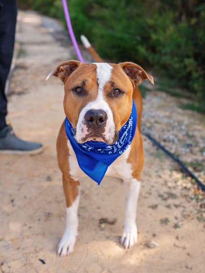 Deebo, a Labrador Retriever, available for adoption