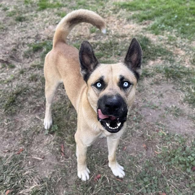 Ripley, a German Shepherd, available for adoption