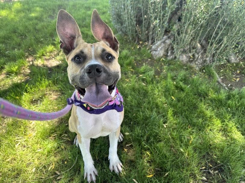 Crayola, a Pit Bull Terrier, available for adoption