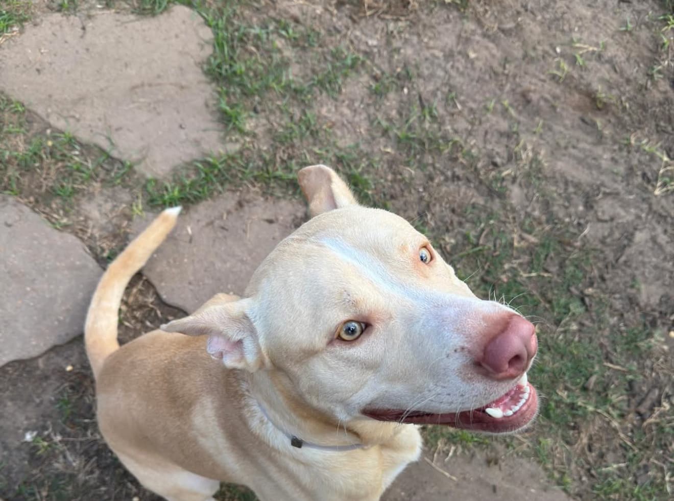 Comet, a American Staffordshire Terrier, available for adoption