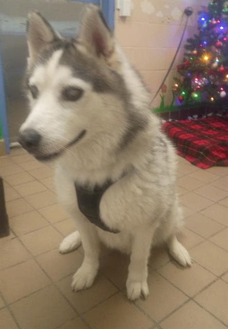 Bowser, a Siberian Husky, available for adoption