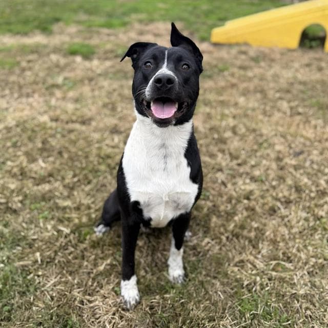 Topps, a Pit Bull Terrier, available for adoption