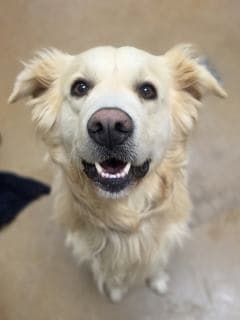 Gunther, a Golden Retriever (mix breed), available for adoption