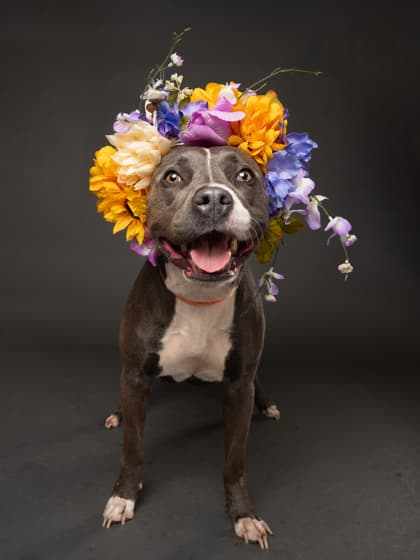Keda, a Terrier, available for adoption
