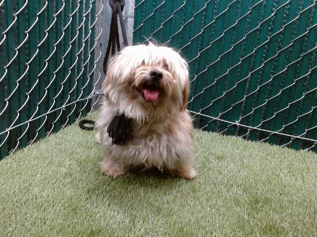 Wowo, a Maltese, available for adoption