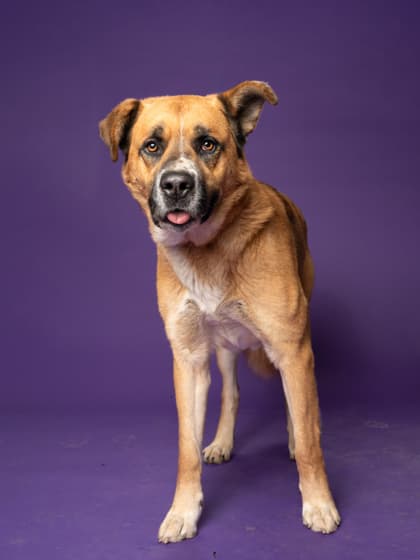 Smurf, a Terrier, available for adoption