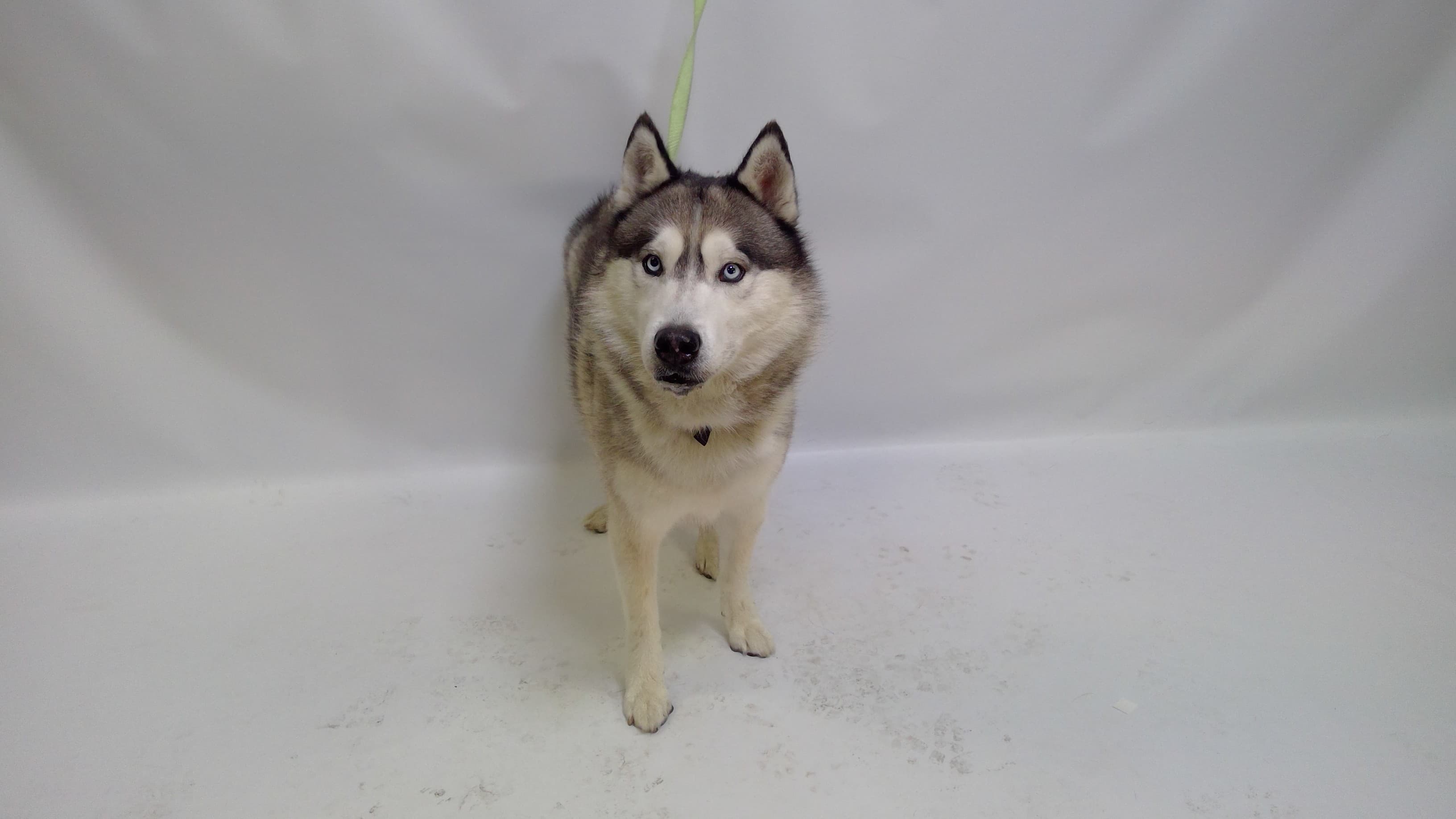Atlas, a Husky (mix breed), available for adoption