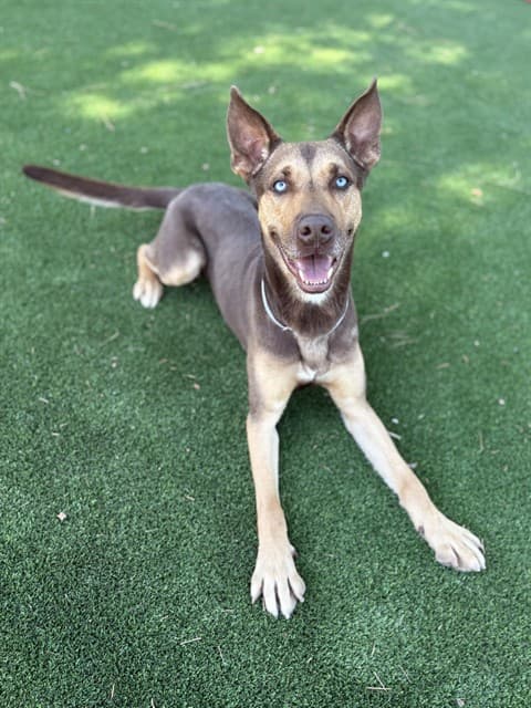 Dodger, a Doberman Pinscher, available for adoption