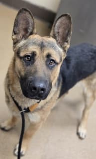 Marinara, a German Shepherd (mix breed), available for adoption