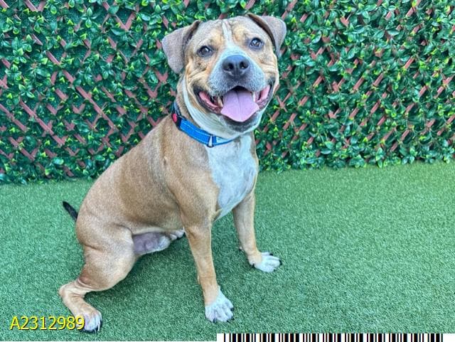 Detective Max, a American Staffordshire Terrier (mix breed), available for adoption