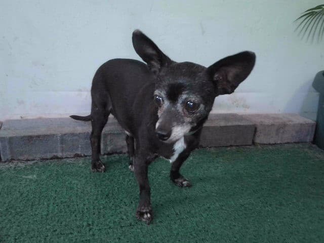A5777205, a Chihuahua, available for adoption