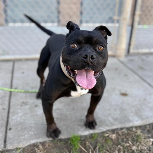 Hoover, a Pit Bull Terrier, available for adoption