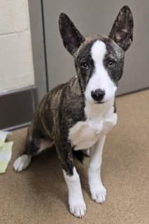 Farfelle, a Australian Cattle Dog/Blue Heeler (mix breed), available for adoption