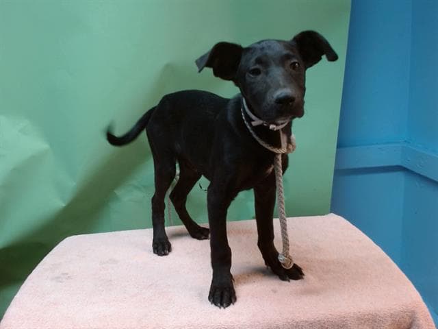 A5740825, a Labrador Retriever, available for adoption