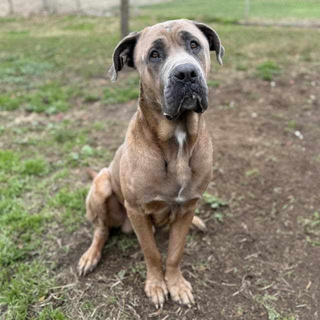 Bosco, a Bullmastiff, available for adoption