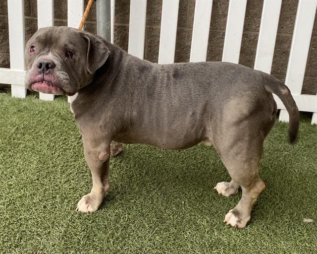 Gramps, a English Bulldog, available for adoption