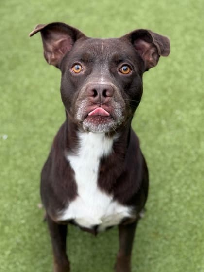 Gyro5, a Terrier, available for adoption