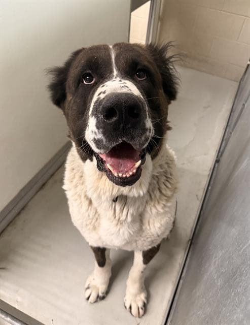Shelby, a Caucasian Sheepdog (Caucasian Ovtcharka), available for adoption