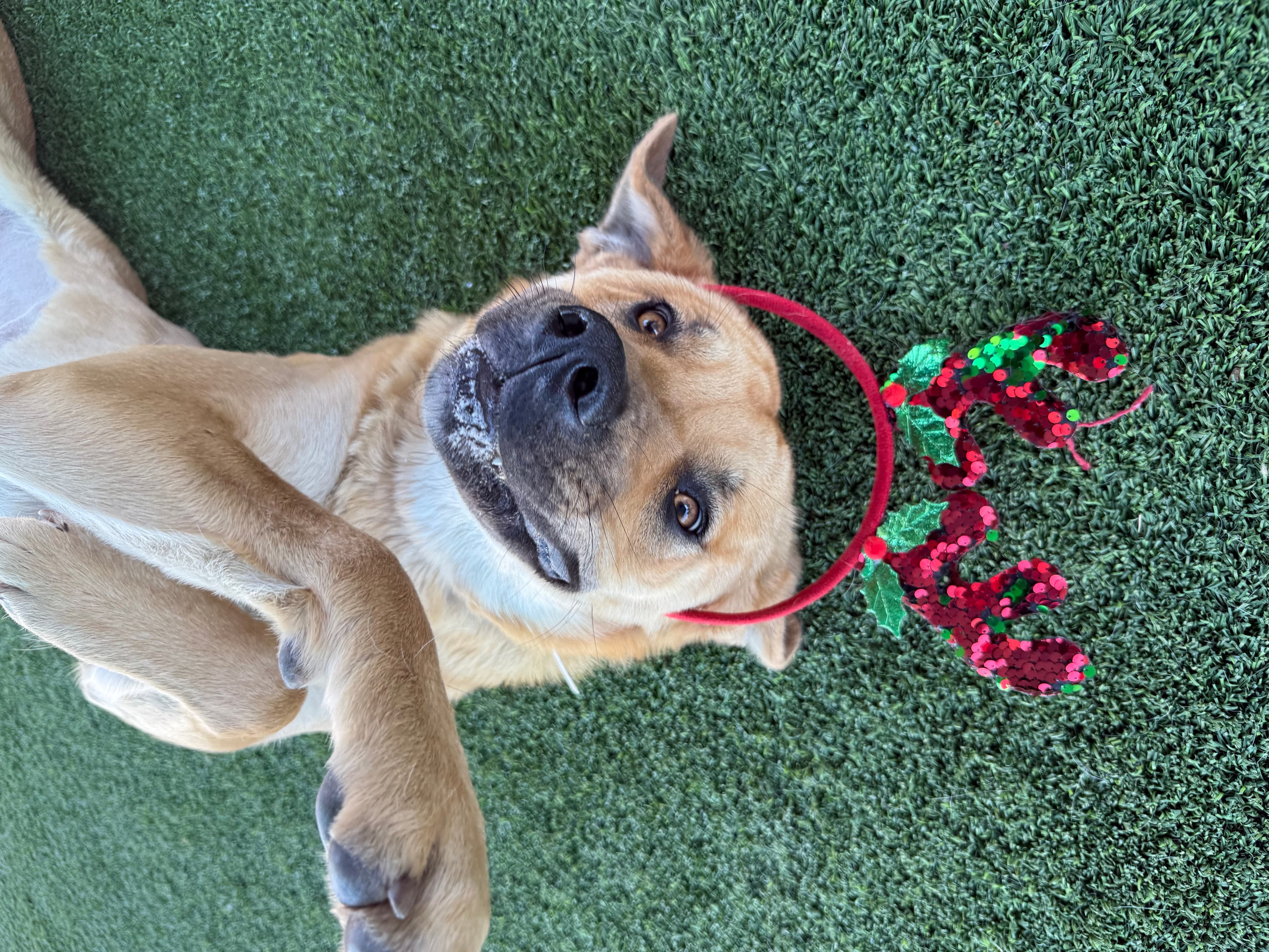 Merry, a Mastiff, available for adoption