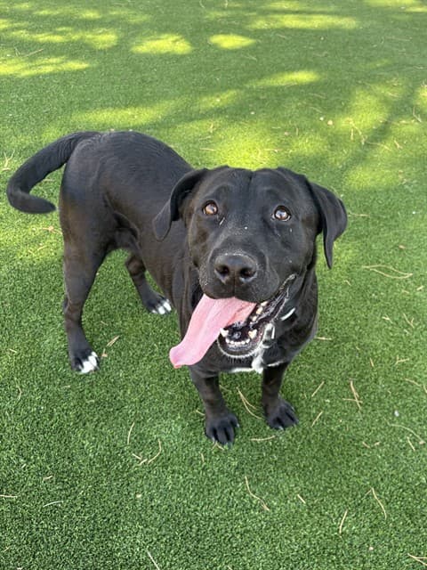 Bambia, a Labrador Retriever, available for adoption