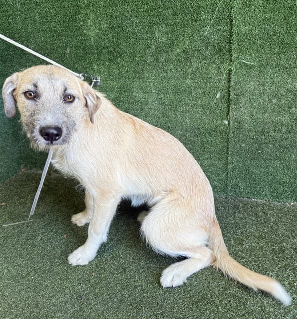 Brandy, a Terrier, available for adoption