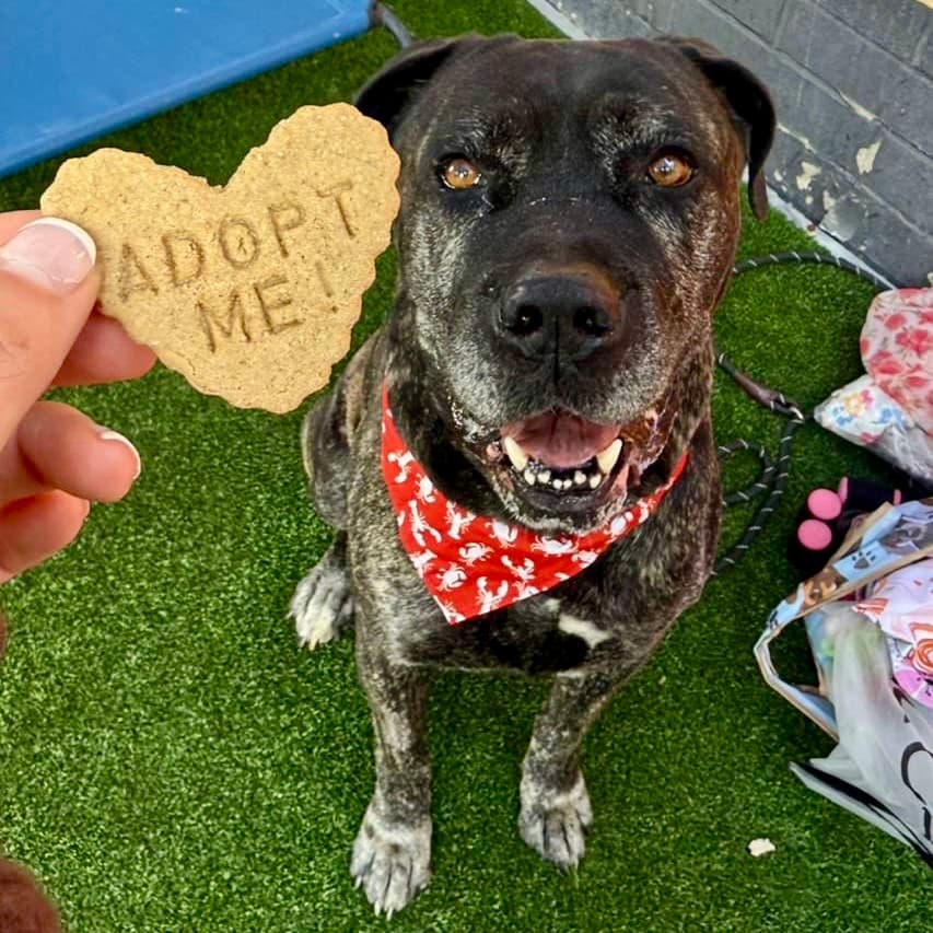 Odysseus, a Cane Corso Mastiff, available for adoption