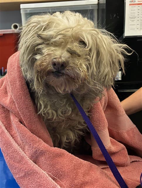 Unknown, a Lhasa Apso (mix breed), available for adoption