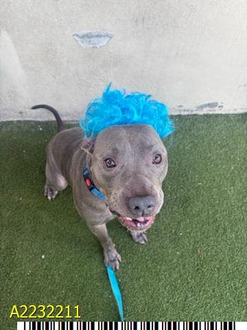 Rooney, a Pit Bull Terrier (mix breed), available for adoption