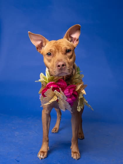 Baby Bailey, a Pit Bull Terrier, available for adoption