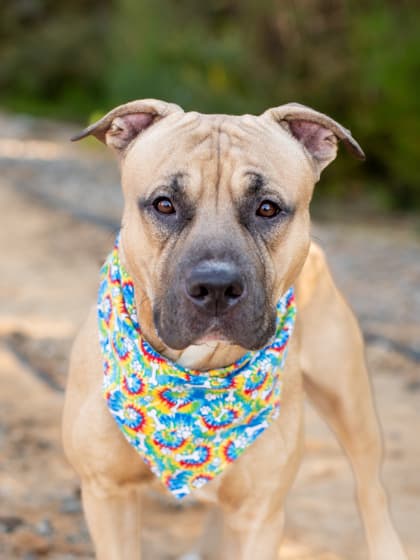 Cup Noodles, a Terrier, available for adoption