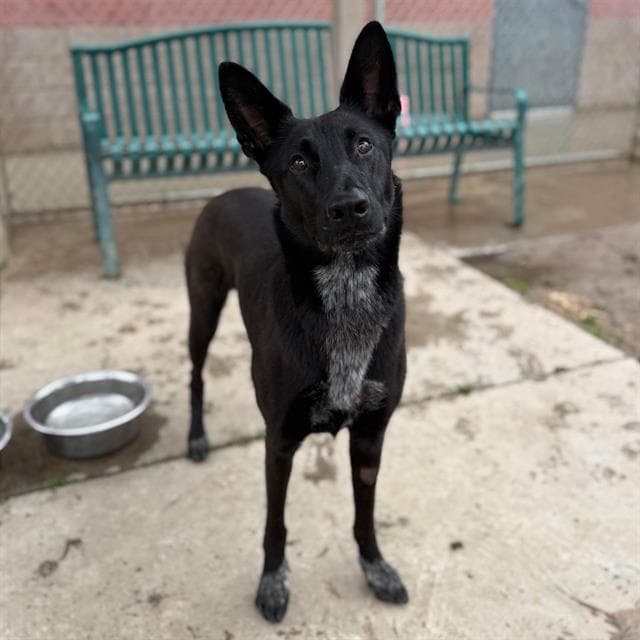 Chiquita, a German Shepherd, available for adoption
