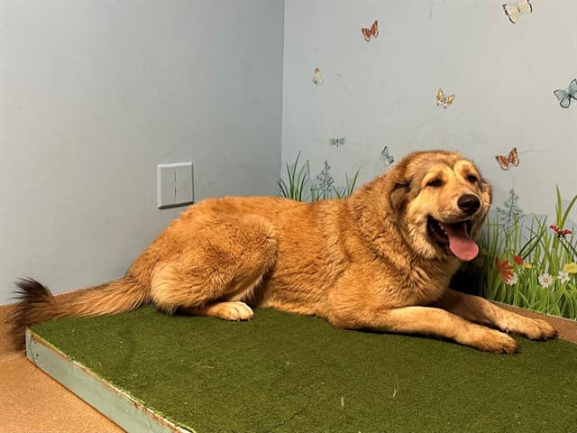 A5740262, a Caucasian Sheepdog (Caucasian Ovtcharka), available for adoption