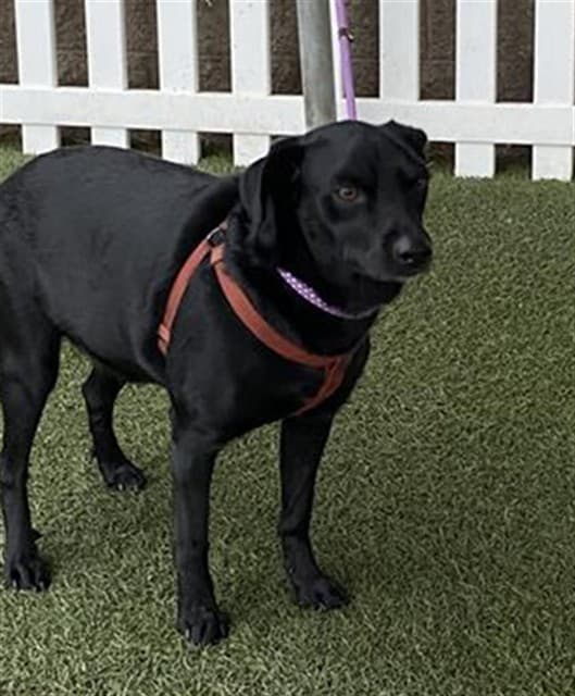 Licorice, a Labrador Retriever, available for adoption