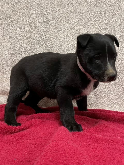 Webster, a Australian Cattle Dog/Blue Heeler, available for adoption