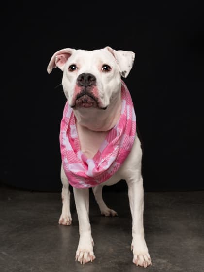 Angel7, a Fox Terrier, available for adoption