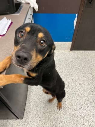 Alex, a Terrier, available for adoption