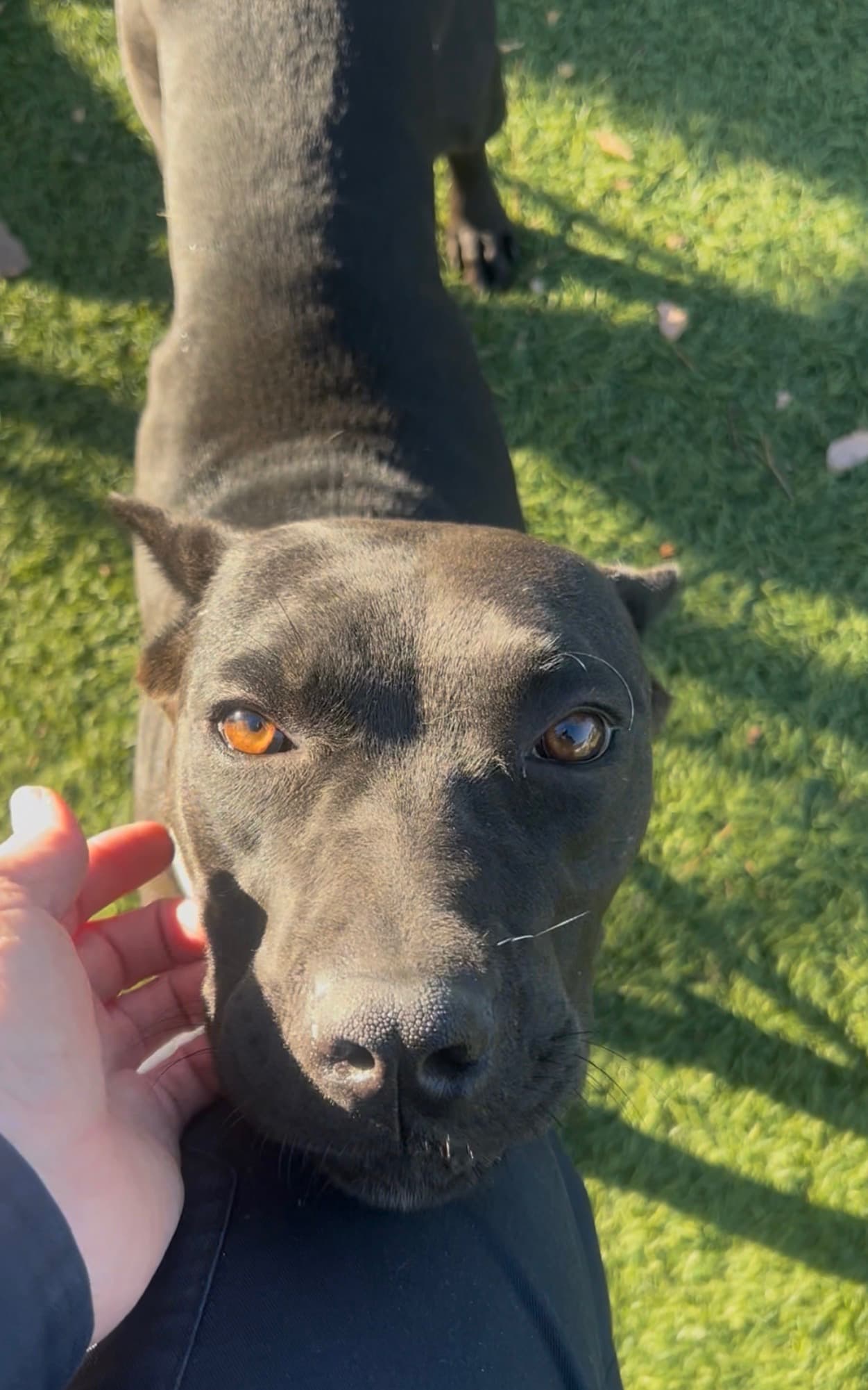 Sienna, a Cane Corso Mastiff, available for adoption
