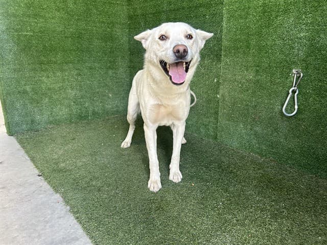 Benedict, a German Shepherd, available for adoption