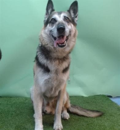 A5744611, a German Shepherd, available for adoption