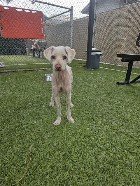 Domino, a Poodle, available for adoption