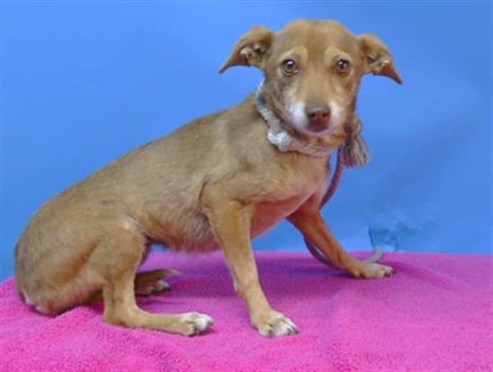 Sprinkles, a Chihuahua, available for adoption