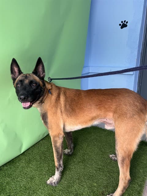 Boshnick, a Belgian Shepherd Malinois, available for adoption