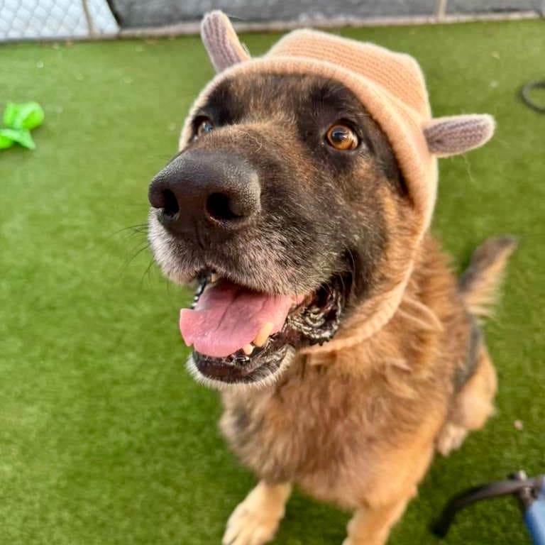 Lobo, a German Shepherd, available for adoption