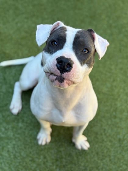 Lexy, a Terrier, available for adoption