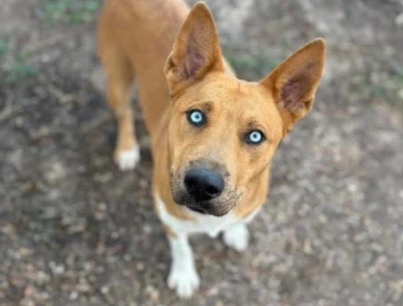 Dolly, a Husky, available for adoption