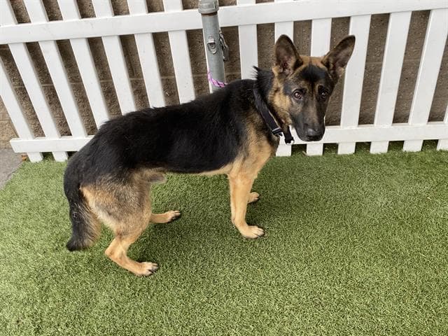 Titan, a German Shepherd, available for adoption